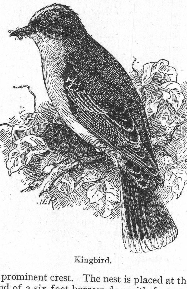 Kingbird
