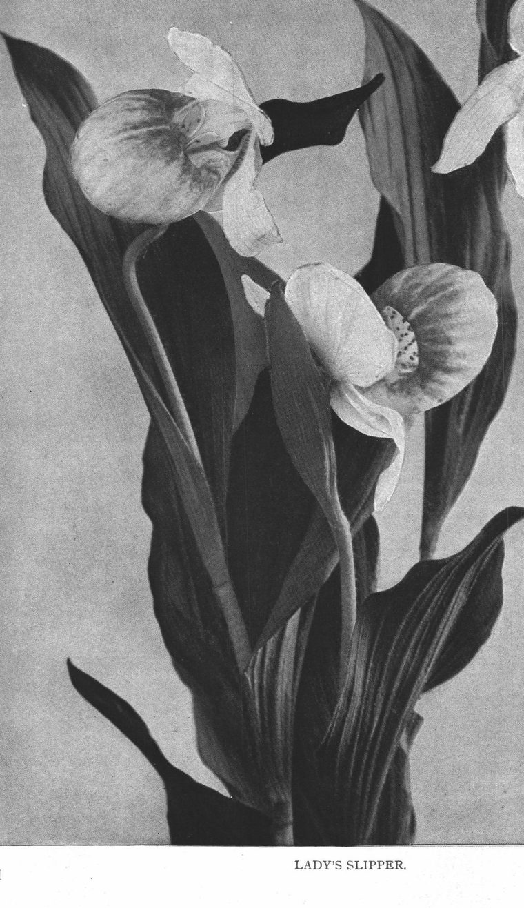 Lady's slipper
