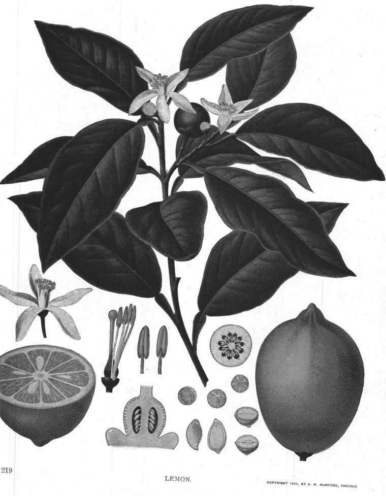 Lemon