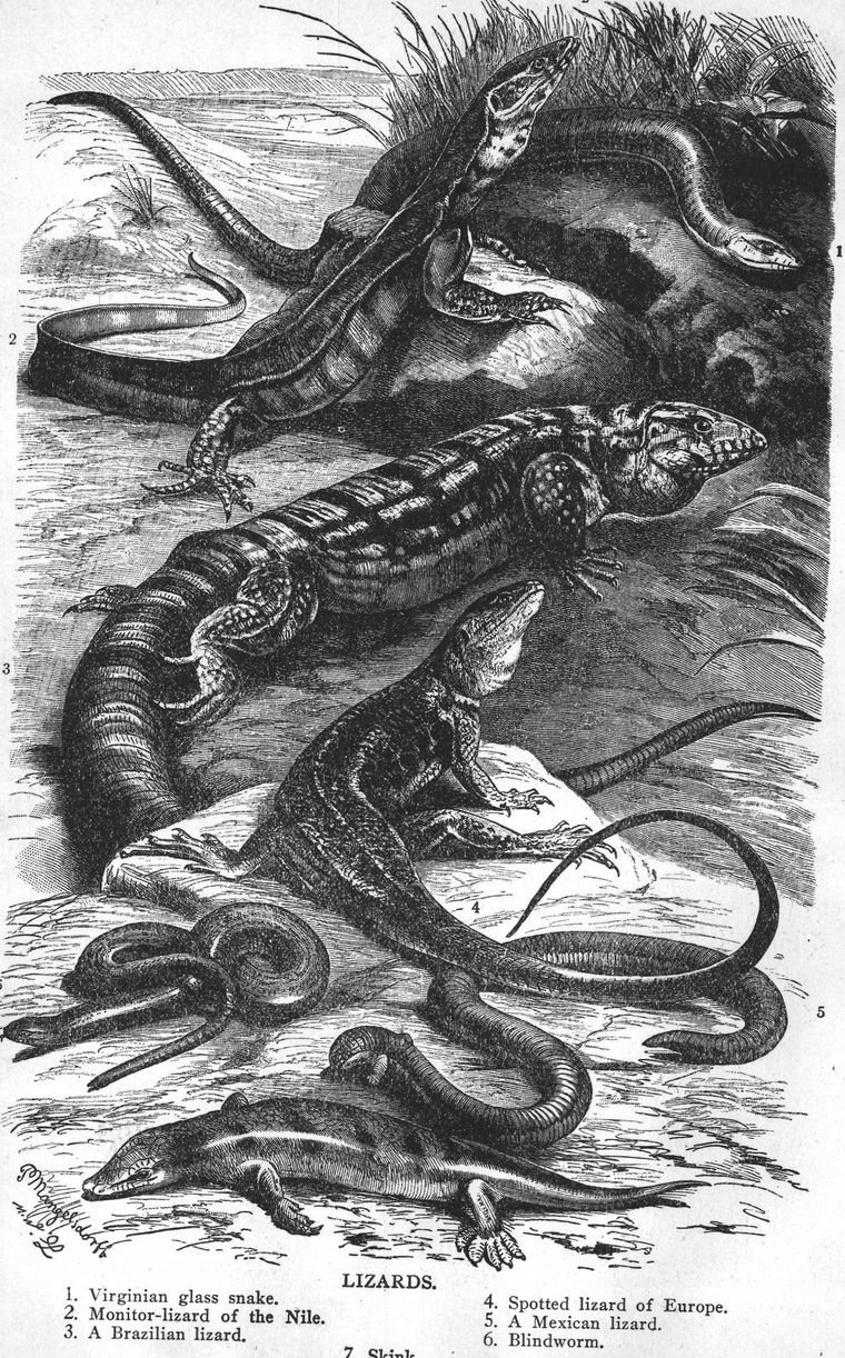 Lizards. Virginian glass snake. Monitor-lizard of the Nile. Blindworm