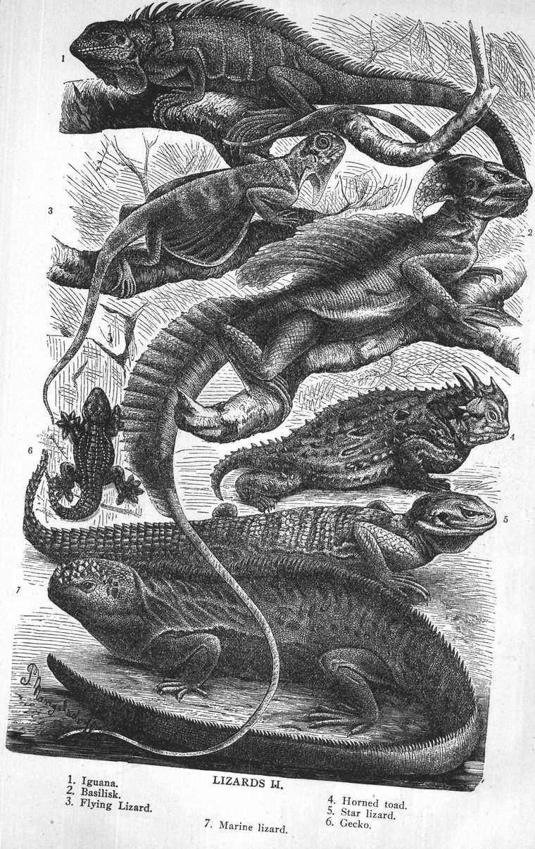 Lizards. Iguana. Basilisk. Flying Lizard. Horned toad. Gecko. Marine lizard