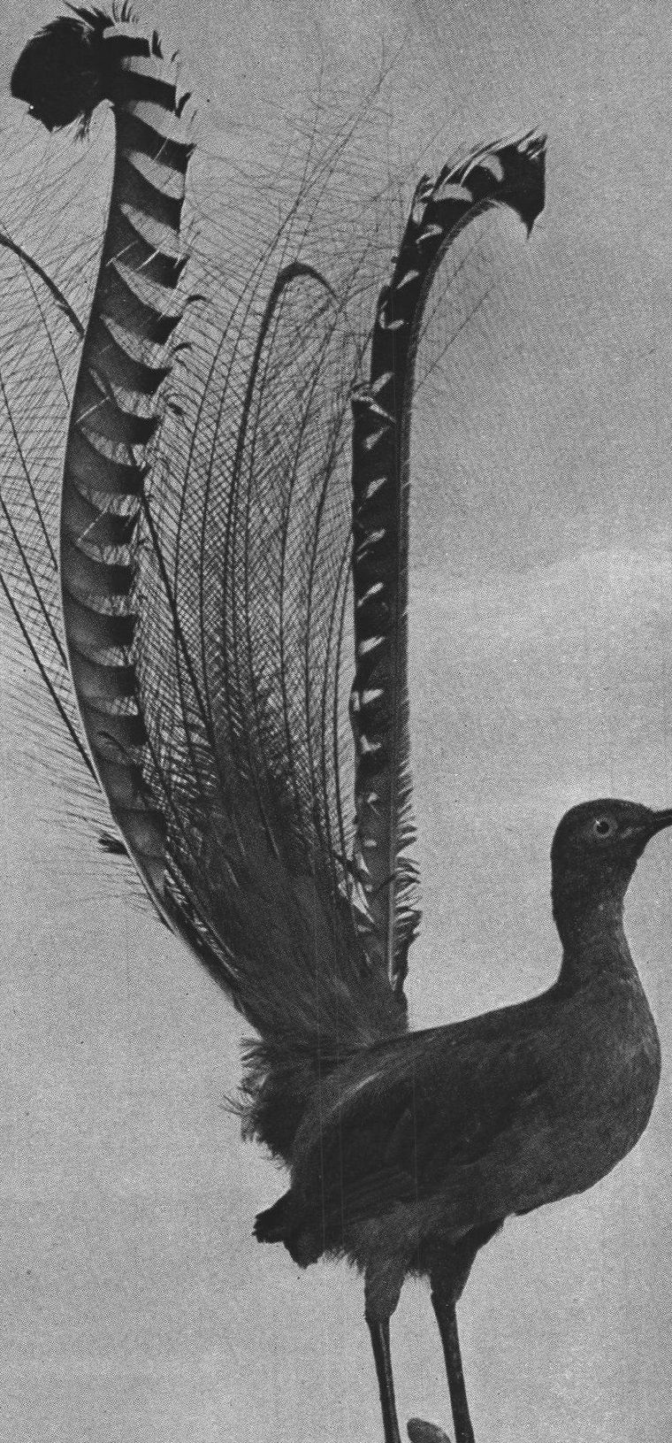 Lyre-Bird