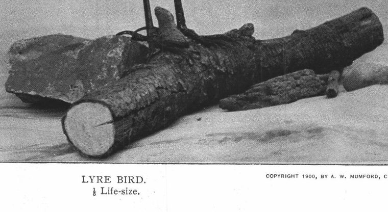 Lyre bird. Life-size