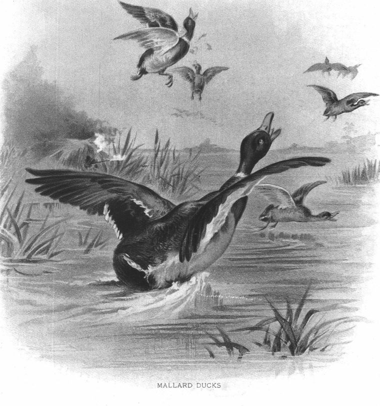 Mallard ducks