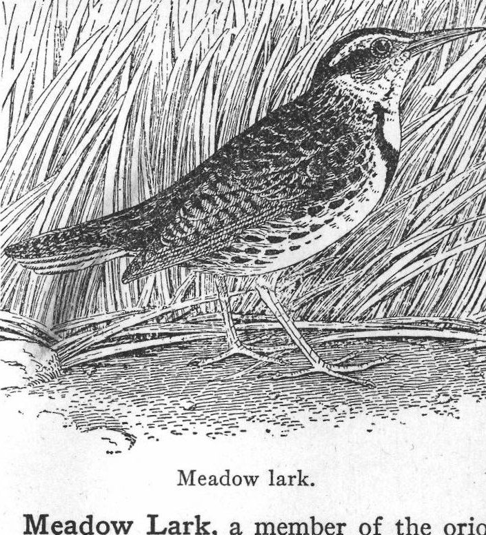 Meadow lark