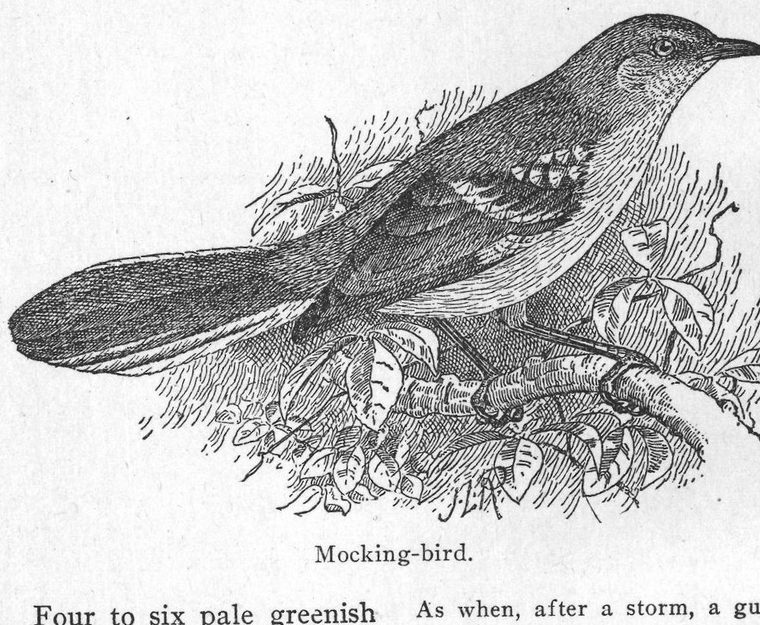 Mocking-bird
