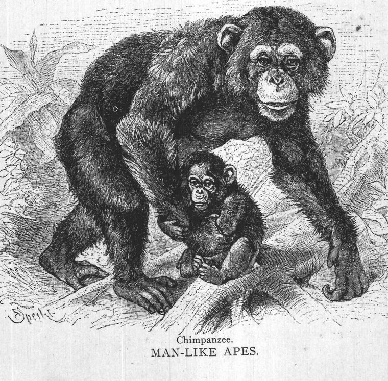 Chimpanzee. Man-like apes. Monkey