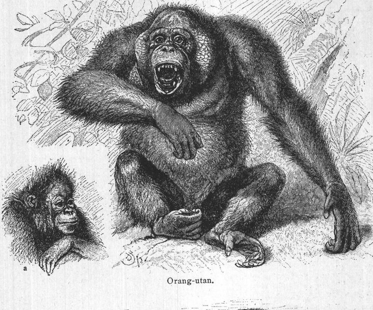 Orang-utan. Man-like apes. Monkey