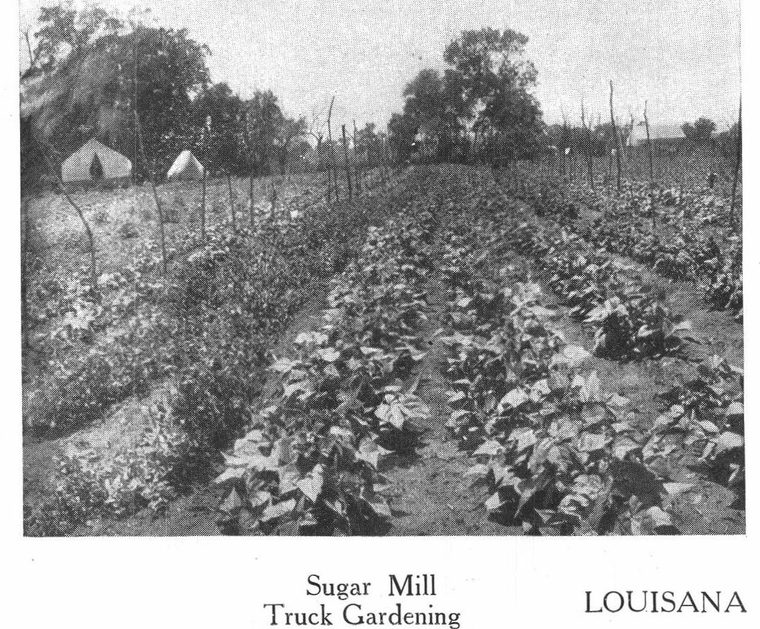 Sugar Mill. Truck Gardening. Louisiana industries