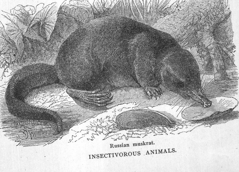 Russian muskrat. Insectivorous animals