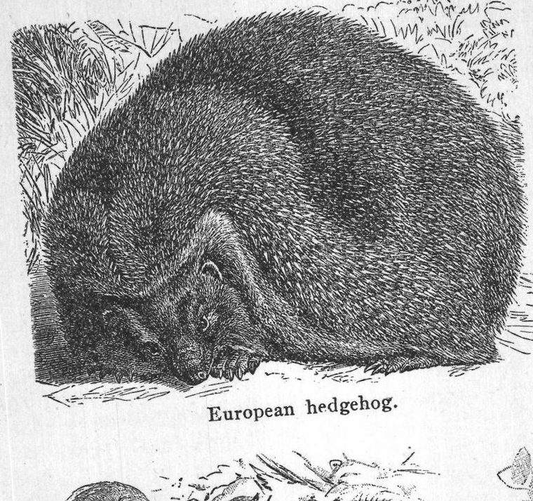 European hedgehog. Insectivorous animals