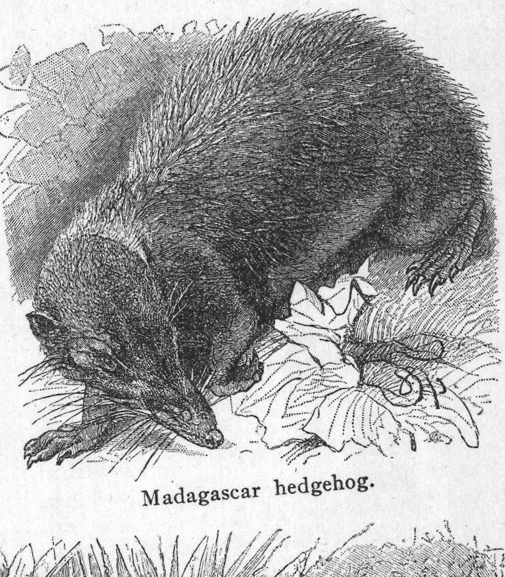 Madagascar hedgehog. Insectivorous animals