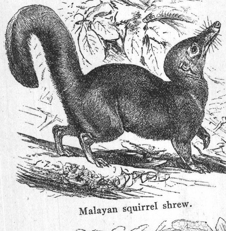 Malayan squirrel shrew. Insectivorous animals