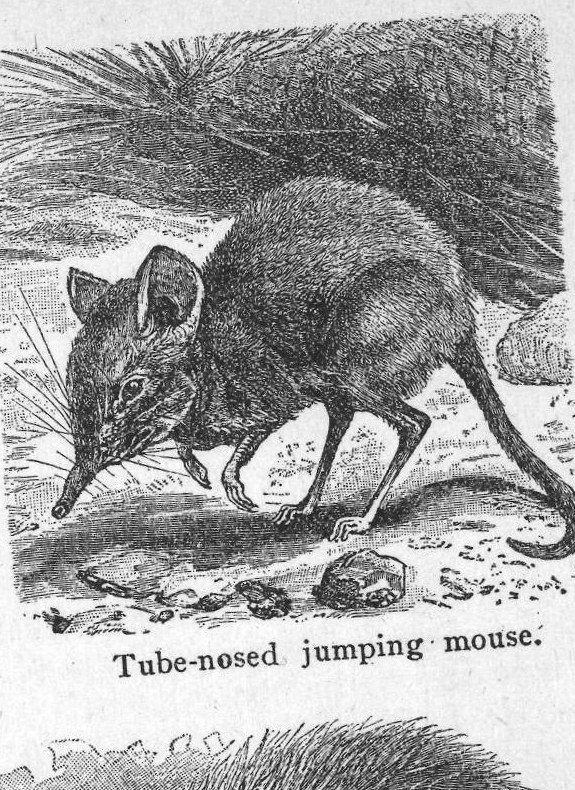 Tube-nosed jumping mouse. Insectivorous animals