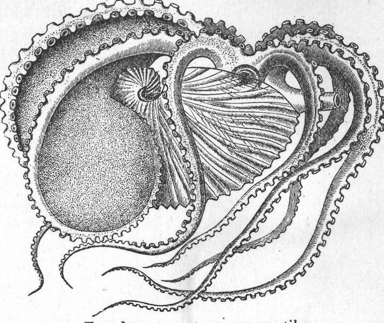 Nautilus