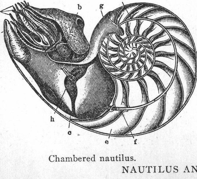 Chambered nautilus. Nautilus