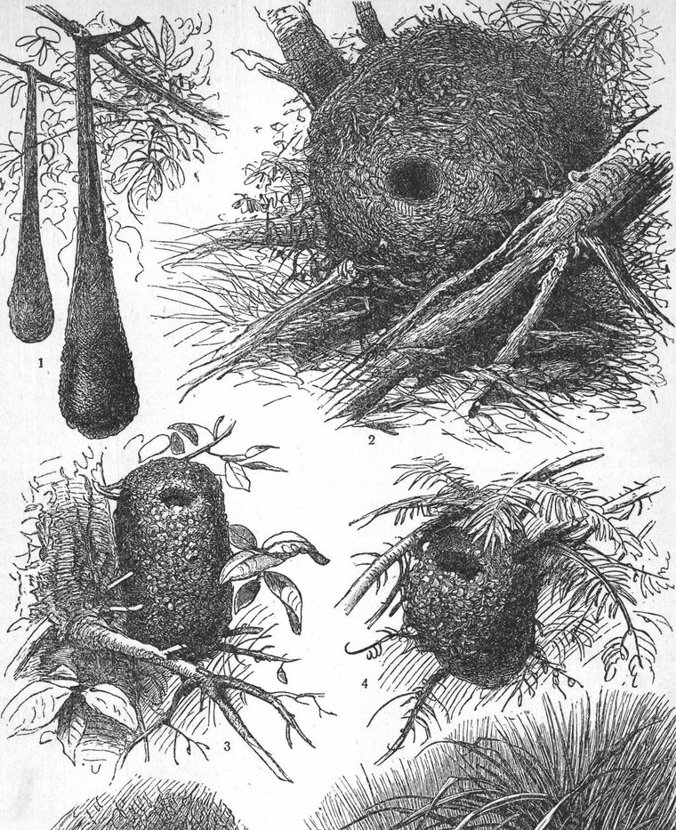 Nest