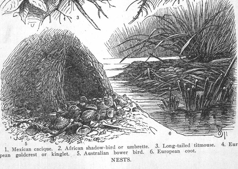 Mexican cacique. African shadow-bird. Long-tailed titmouse. European coot. Nests
