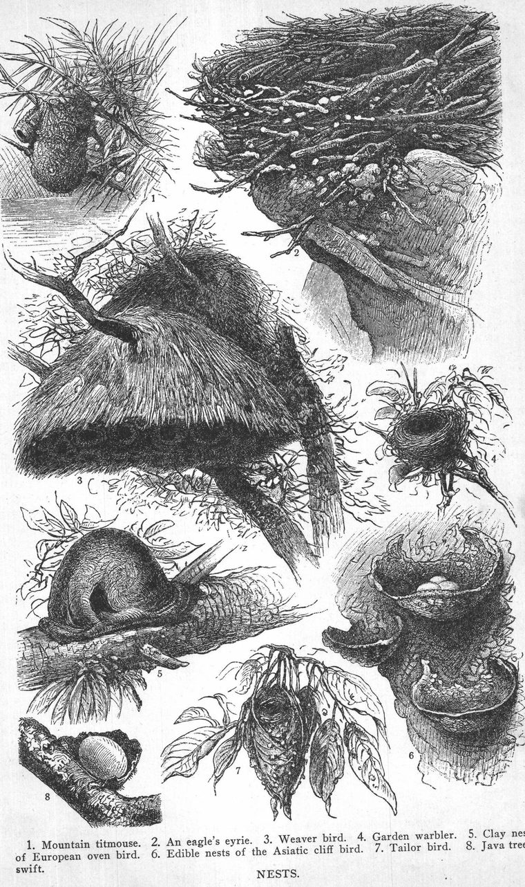 Mountain titmouse. an eagle's eyrie. Weaver bird. Garden warbler. Tailor bird. Nests