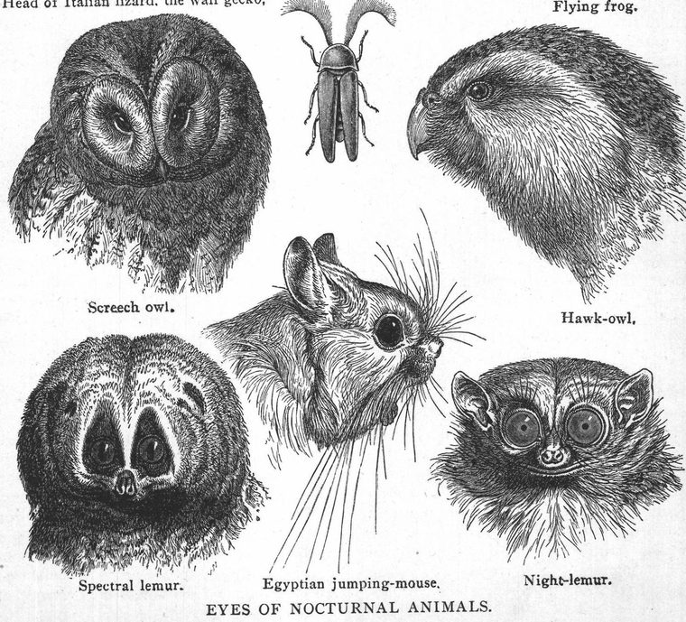 Spectral lemur. Egyptian jumping-mouse. Night-lemur. Eyes of nocturnal animals