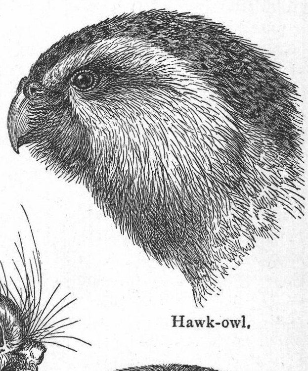 Hawk-owl. Nocturnal animals