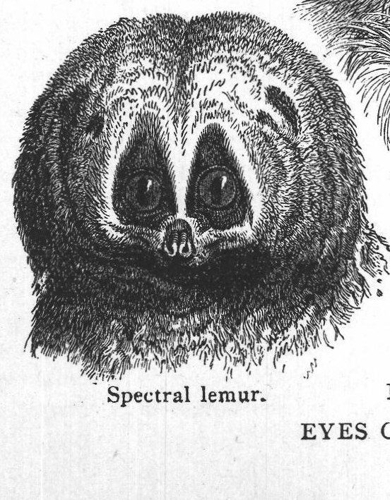 Spectral lemur. Eyes of nocturnal animals