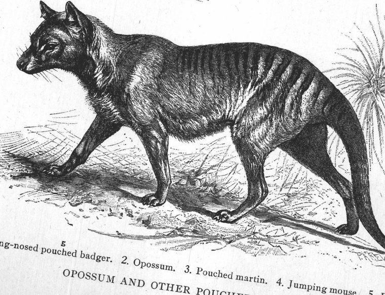 Long-nosed pouched badger. Opossum. Pouched martin. Jumping mouse. Opossum and other pouched animals