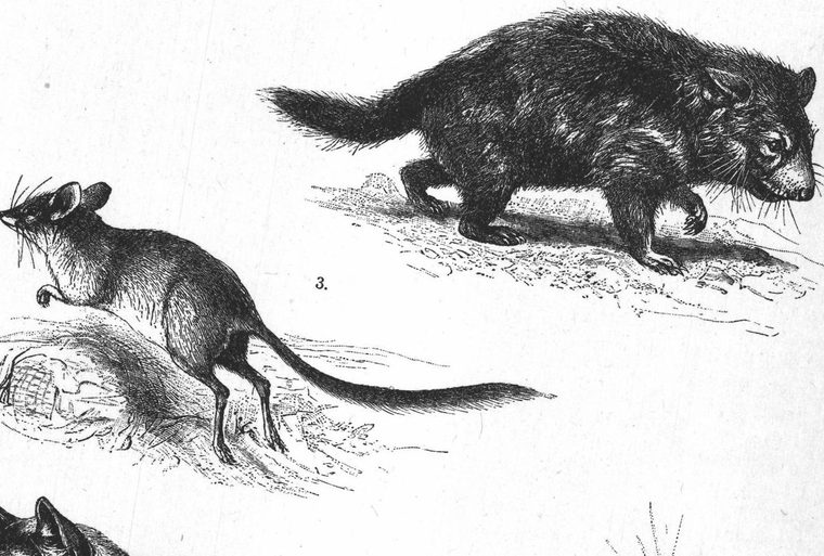 Opossum