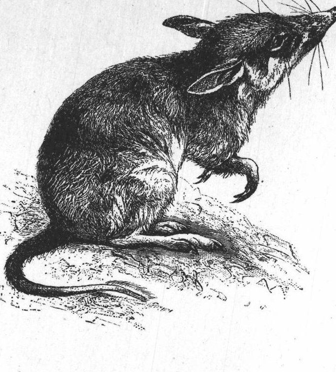 Opossum