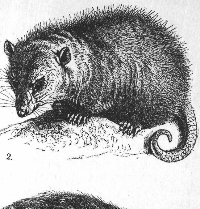 Opossum