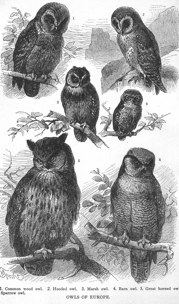Common wood owl. Hooded owl. Marsh owl. Barn owl. Great horned owl. Owls of Europe