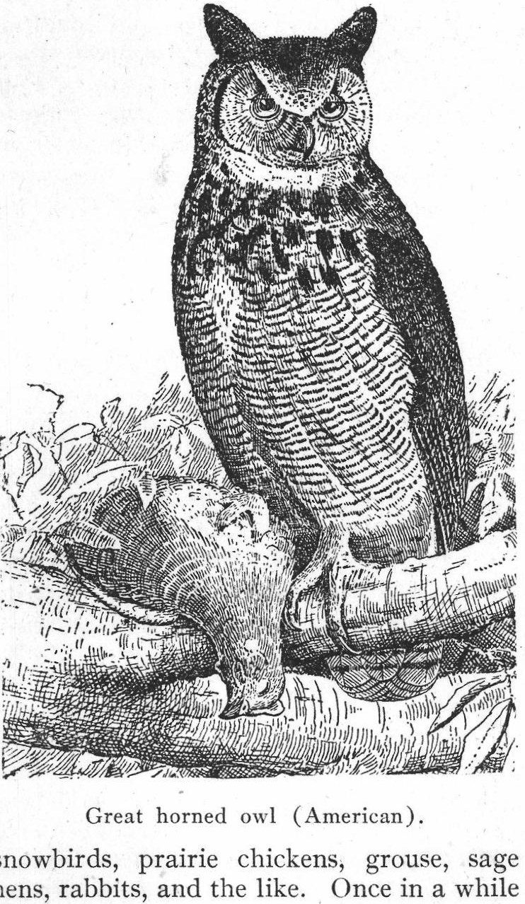 Great horned owl, American. Owls