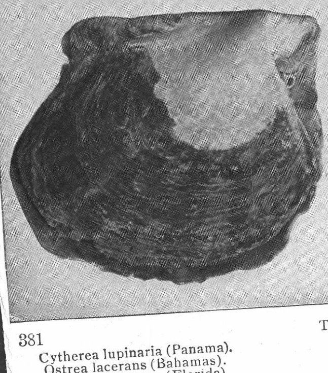 Cytherea lupinaria, Panama. Ostrea lacerans, Bahamas. Shells