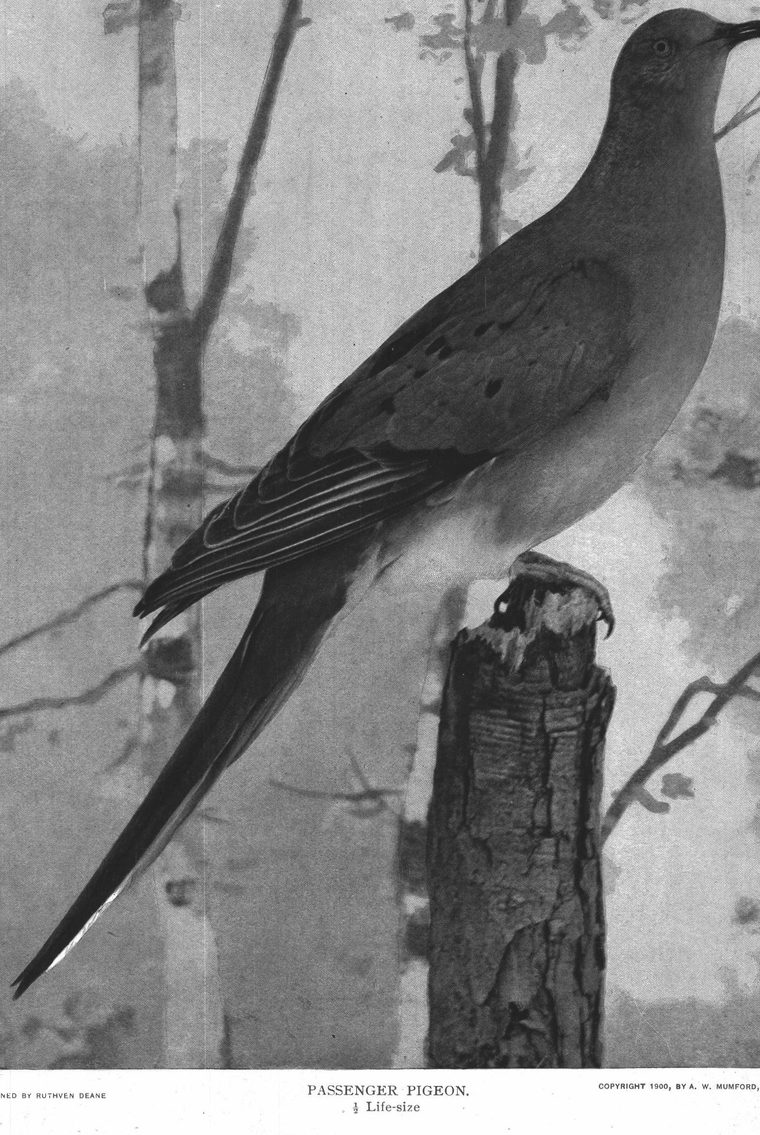 Passenger pigeon