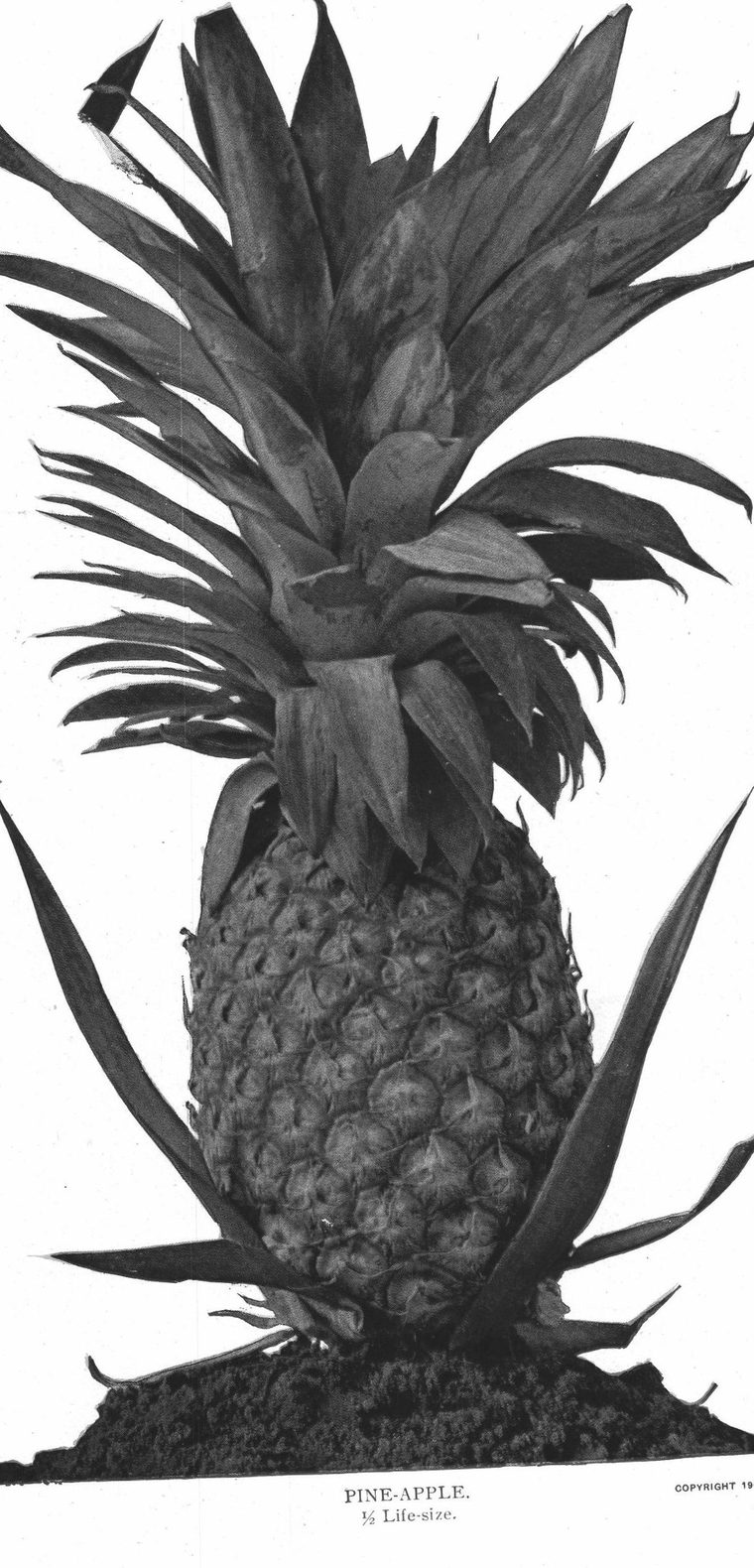 Pine-apple