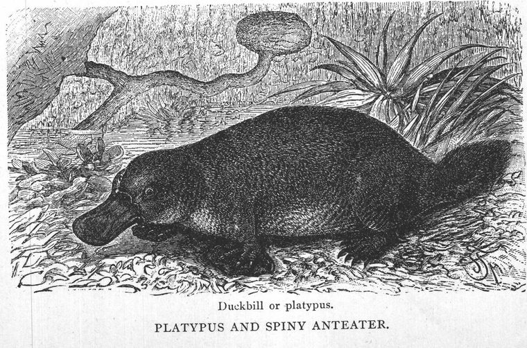 Duckbill or platypus. Platypus and spiny anteater