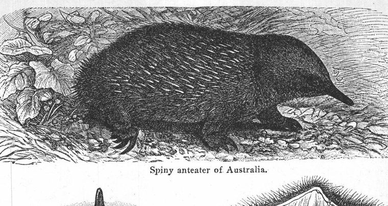 Spiny anteater of Australia. Platypus