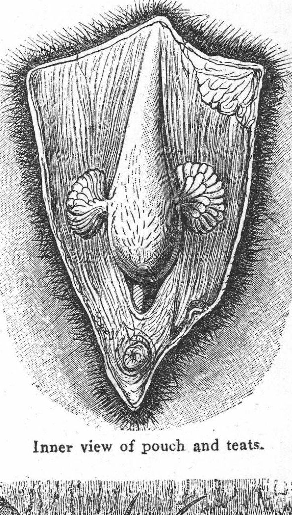 Inner view of pouch and teats. Platypus