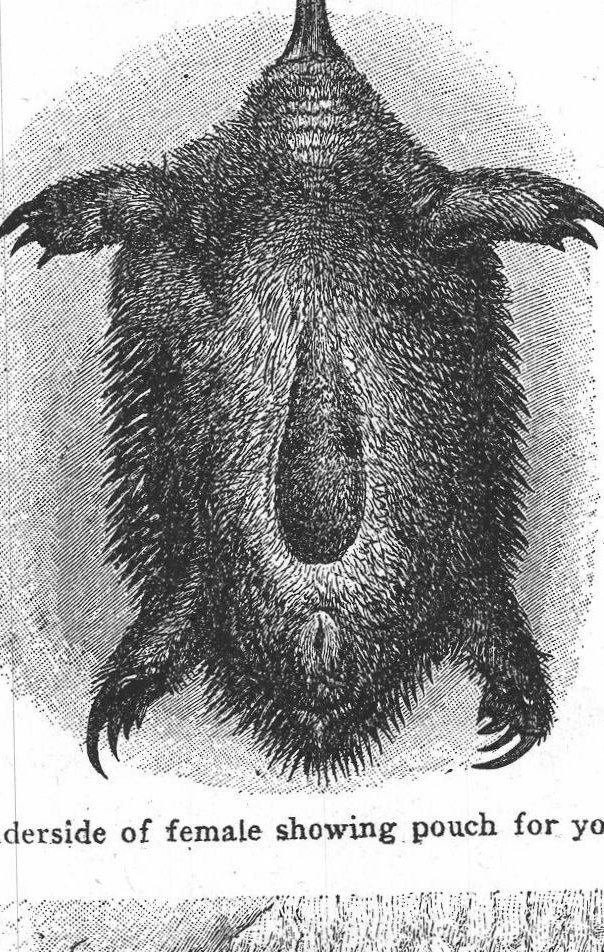 Underside of female showing pouch. Platypus