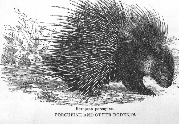 European porcupine. Porcupine and other rodents