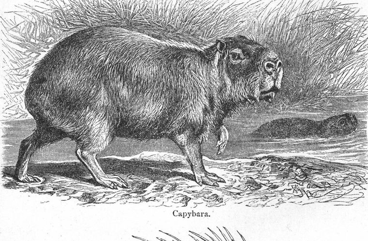 Capybara. Porcupine and other rodents