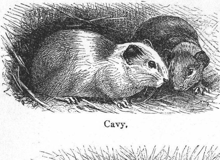 Cavy. Porcupine and other rodents