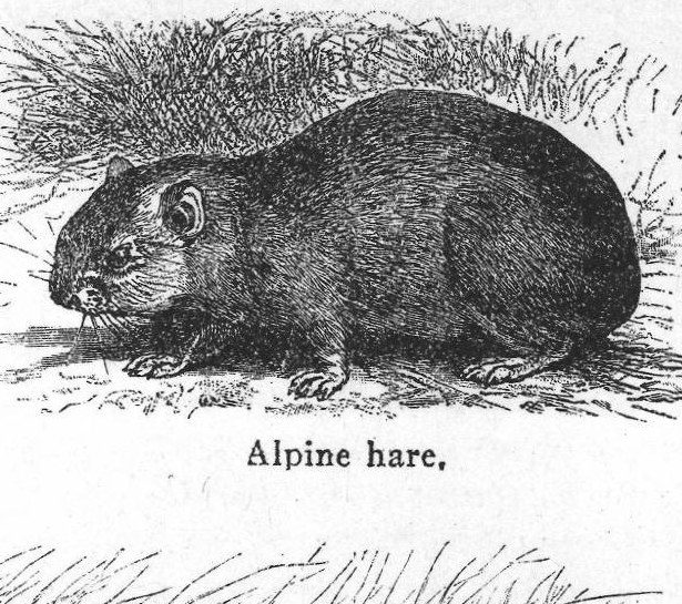 Porcupine