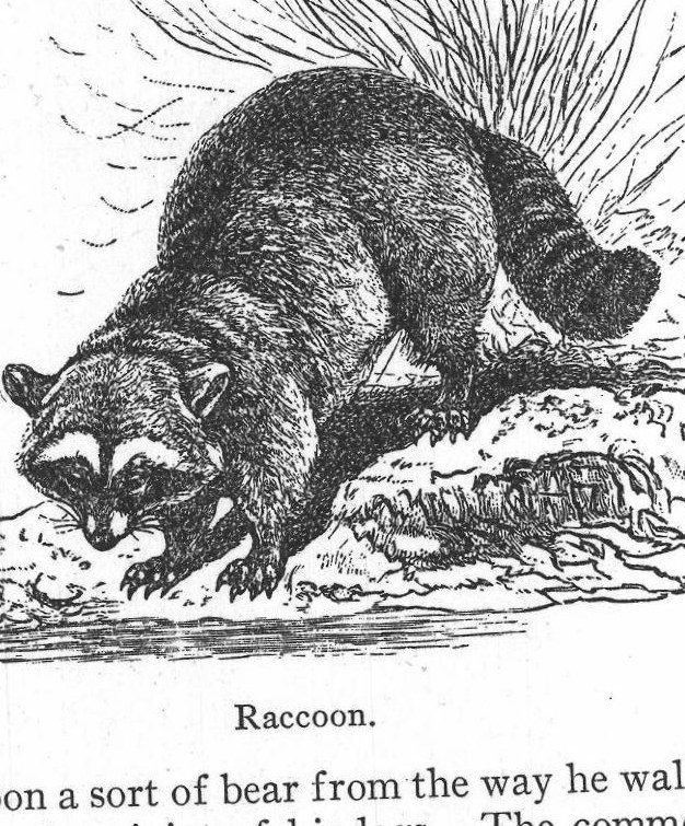 Raccoon