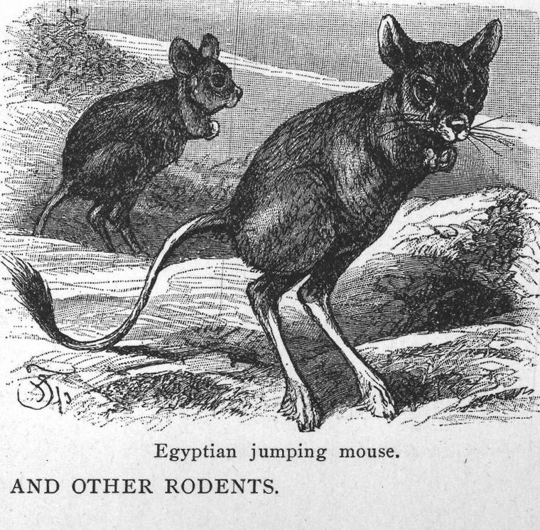 Egyptian jumping mouse. Rat and other rodents