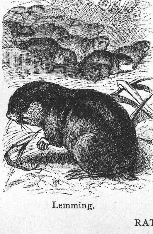 Lemming. Rats