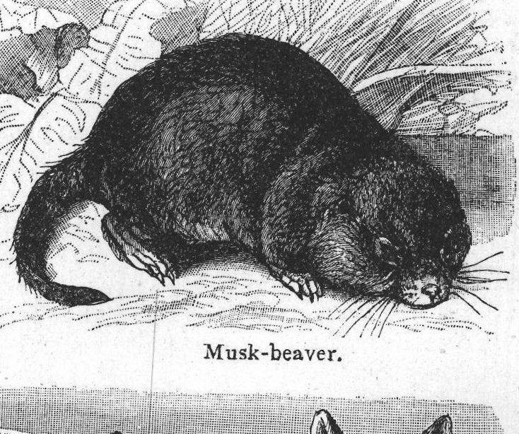 Musk-beaver. Rats