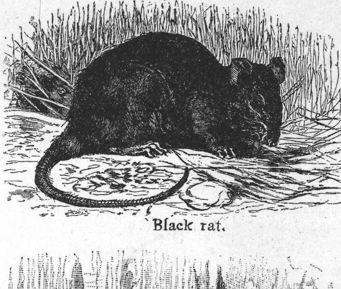 Black rat. Rats