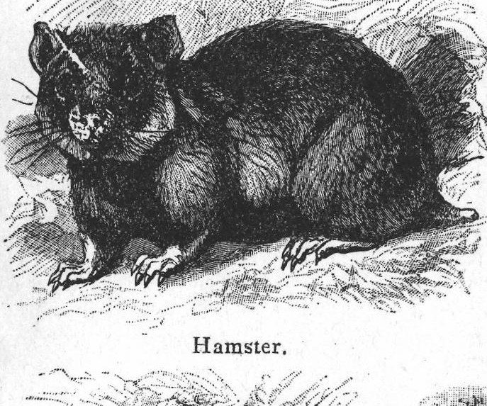 Hamster. Rats