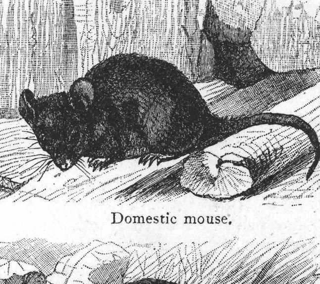 Domestic mouse. Rats